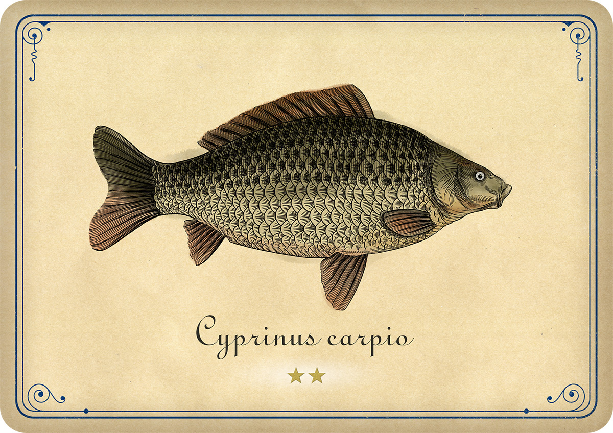 Cards carp